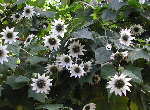 Italian White Sunflower Seeds ,Helianthus,Cut Flowers, Ornamental, Outdoor - Caribbeangardenseed