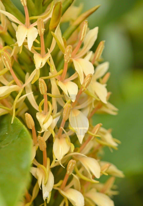 Hardy Ginger Lily SEEDS (Hedychium densiflorum ) YELLOW FLOWERS - Caribbeangardenseed