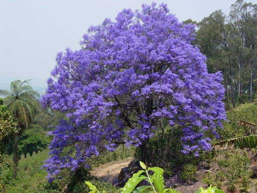 Jacaranda Tree Seeds, Jacaranda Mimosifolia, - Caribbeangardenseed