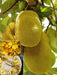 Jackfruit Tree Seed ,Tropical Novelty ,Jamaican ,Caribbean, Asian favorite ! - Caribbeangardenseed
