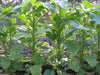 Jamaican Callaloo seeds,Chinese spinach, Asian Vegetable, Heat loving - Caribbeangardenseed