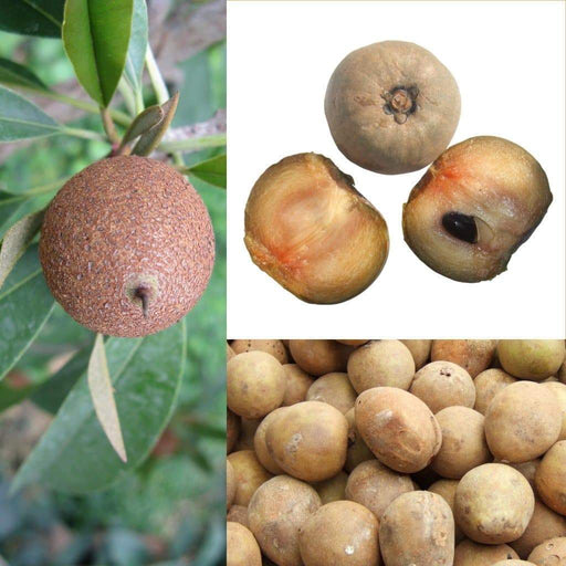 Jamaican Naseberry Tree Seeds SAPODILLA ,a.k.a. Chico Sapote, Zapote, Chicle - Caribbeangardenseed