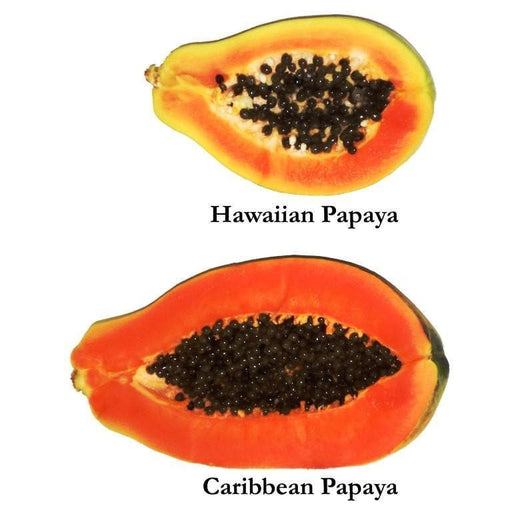Jamaican Red PAPAYA Seeds ,Sweet Red Flesh-Exotic papaya fruit or pawpaw - Caribbeangardenseed