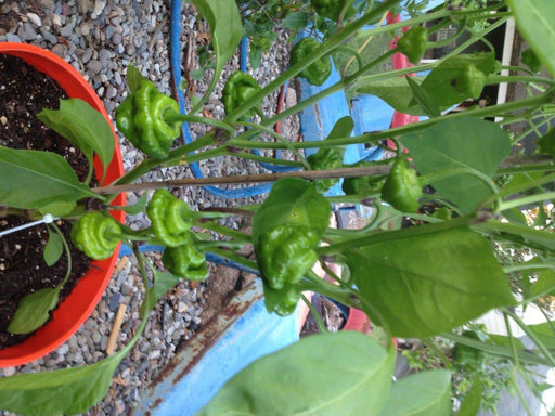 Jamaican Red Scotch Bonnet (Original Strain) pepper Seed - Caribbeangardenseed