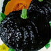Japanese Black Pumpkin - Kabocha Seeds , Asian Vegetable - Caribbeangardenseed