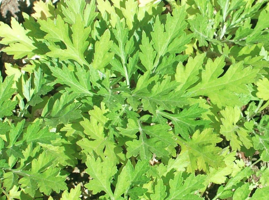 Japanese Mugwort Seeds/ Kui hao/Yomogi, Asian Vegetable ,Perennial herb - Caribbeangardenseed