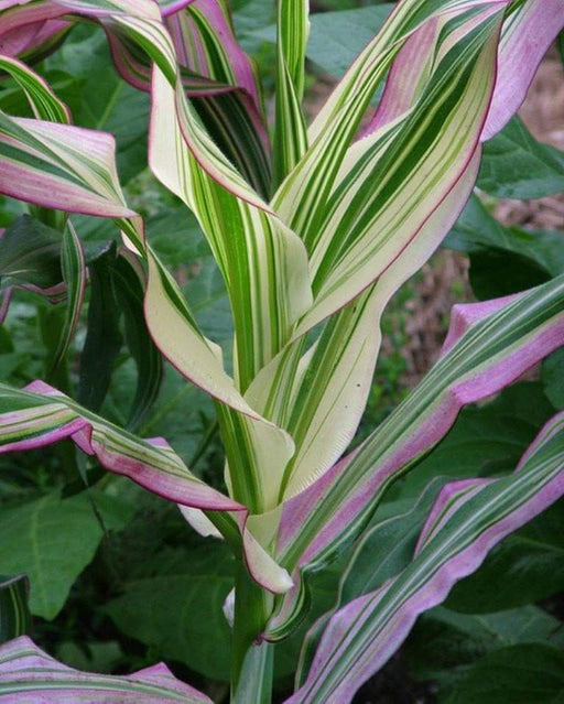 Japonica striped maize corn Seeds - Caribbeangardenseed