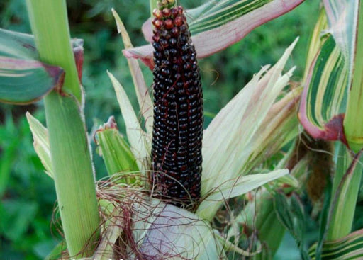 Japonica striped maize corn Seeds - Caribbeangardenseed