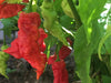 Red Ghost PEPPER SEEDS ,Verry Hot, Capsicum chinense - Caribbeangardenseed