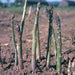 Jersey Supreme Asparagus Bare Root Plants, PERENNIAL Vegetable - Caribbeangardenseed