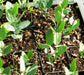 Jojoba Seed (Simmondsia chinensis) Jojoba,Pignut,Goat Nut,Deer Nut - Caribbeangardenseed