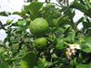 KAFFIR LIME Plant SEEDS - Citrus Hystrix-makrut,or magrood, - Caribbeangardenseed