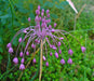 keeled garlic Seeds,Pink flowers (allium carinatum ssp pulchellum) Great cut-flowers for fresh or dried arrangements, - Caribbeangardenseed