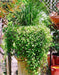 Kenilworth Ivy SEEDS ,Toadflax Flowers Vine - Caribbeangardenseed