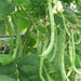 Kentucky WonderPole Bean Seeds, Long green pods,Heirloom! - Caribbeangardenseed