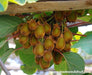 KIWI Fruit SEEDS, Tropical Fruit Bearing Vines, Chinese Gooseberry, - Caribbeangardenseed