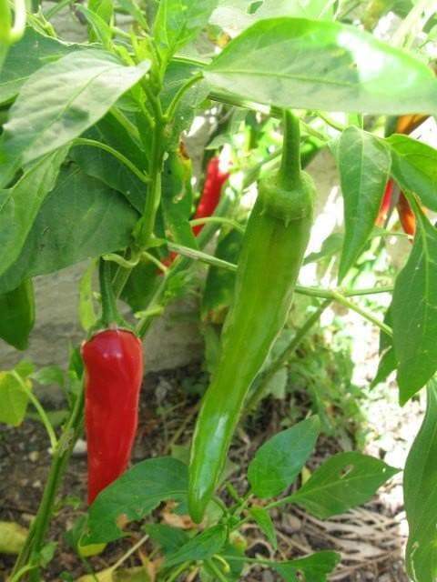 Korean Hot Pepper Seeds (GO-CHU ) Capsicum annuum - Asian vegetables - Caribbeangardenseed