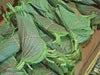 KOREAN PERILLA SEEDS, Shiso (Perilla Frutescens) Korean specialtyHerb,Asian Vegetable - Caribbeangardenseed