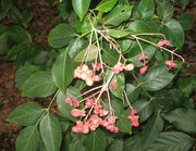 Korean Sweetheart tree.Can be grown as a small ornamental tree. - Caribbeangardenseed