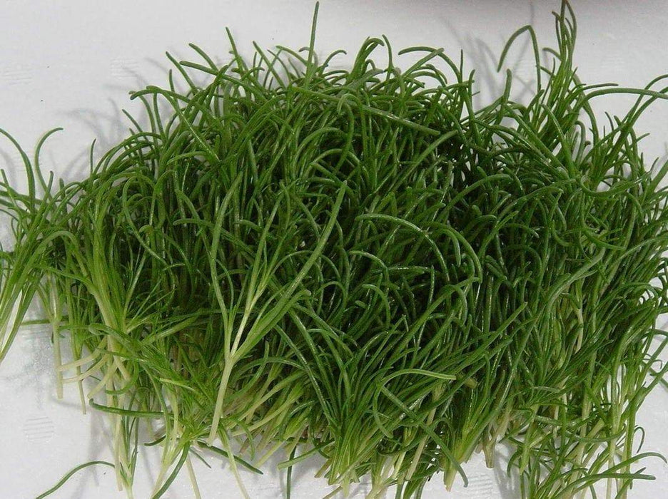 Land Seaweed SEEDS,Oka Hijiki,,Asian Vegetable/herb. - Caribbeangardenseed
