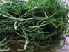 Land Seaweed SEEDS,Oka Hijiki,,Asian Vegetable/herb. - Caribbeangardenseed