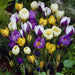 Crocus Bulbs, Jumbo Mixed ,White, purple,blue ,yellow - Caribbeangardenseed