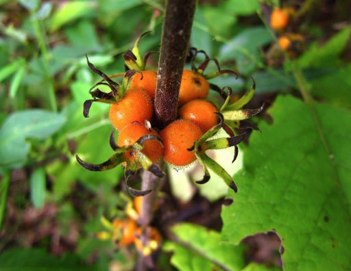 Late Horse Gentian - Seeds (Triosteum perfoliatum) Aka Wild Coffee, Feverwort, - Caribbeangardenseed