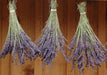 ENGLISH Lavender, flowers Seed - Caribbeangardenseed