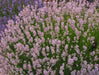 Lavender Elegance PINK,HERB Seeds - Caribbeangardenseed