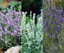 Lavender Seeds- Ellegance Snow - Open pollinated Garden Herb . - Caribbeangardenseed