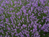 Lavender Munstead – angustifolia (Live Pant/Root ) Perennial - Caribbeangardenseed