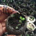 Henna Plant Seeds ,Flowering shrub - Caribbeangardenseed
