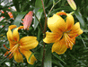 Tiger Lily mix, Bulb, Gorgeous flowers with captivating fragrance,Perennial, - Caribbeangardenseed