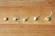 Organic Green Lentil Seeds -untreated - Caribbeangardenseed