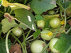 Lemon Cucumber Seeds, Heirloom VEGETABLE - Caribbeangardenseed