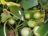 Lemon Cucumber Seeds, Heirloom VEGETABLE - Caribbeangardenseed