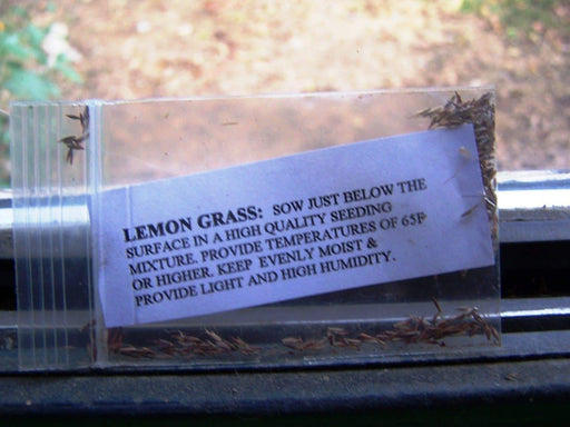 Lemon Grass Seeds - jamaican Fever grass, herb - Caribbeangardenseed