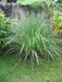 Lemon Grass Seeds - jamaican Fever grass, herb - Caribbeangardenseed