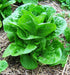 ButterCrunch Lettuce Seeds ORGANIC Non GMO SEED - Organically Grown ! - Caribbeangardenseed