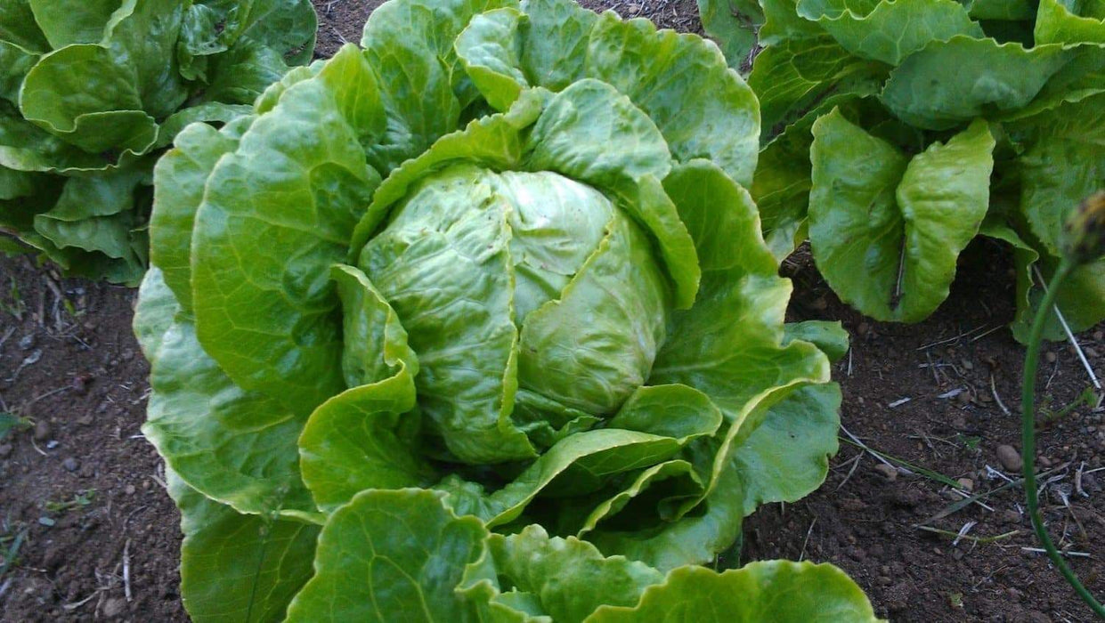 Great Lakes 118, Lettuce Seeds -Organically Grown VEGETABLE - Caribbeangardenseed