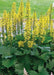 Ligularia The Rocket ( 2 year division, Bareroot plant ) Parennial Shrub - Caribbeangardenseed