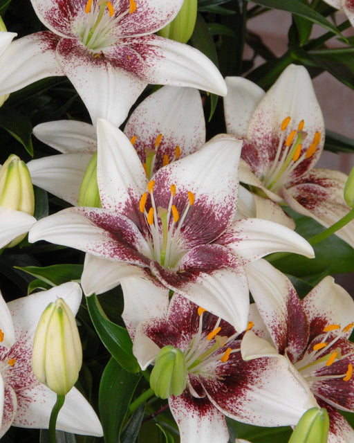 Lilium White Pixel (Bulbs) real thriller in the garden - Caribbeangardenseed