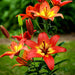 Asiatic Lily LINDA, (5 bulbs) real thriller in the garden .Perennial - Caribbeangardenseed