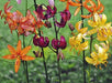 Lilium martagon 'Painted Ladies' - seeds,(mixture) Martagon Lily, Turk's Cap, Huge BLOOMS - Caribbeangardenseed