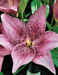 Cogoleto Asiatic Lily Bulbs,Pots Perennial - Caribbeangardenseed