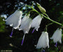 Lily-leafed Lady Bells Seeds, ADENOPHORA liliifolia ,Very rare Beautiful, fragrant - Caribbeangardenseed