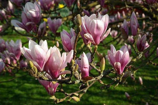 Lily Magnolia Seeds - Magnolia liliiflora, Native to southwest China - Caribbeangardenseed
