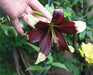 Lily of Nepal Seeds - Nepal Lily, LILIUM nepalense,Greenish-yellow/purple throat, Huge BLOOMS - Caribbeangardenseed