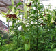 Lily of Nepal Seeds - Nepal Lily, LILIUM nepalense,Greenish-yellow/purple throat, Huge BLOOMS - Caribbeangardenseed