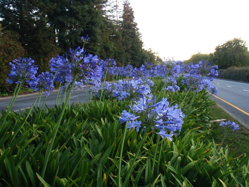 Lily of the Nile Flowers SEEDS ,Blue African Lily Agapanthus africanus~African excellent for cutting, they are long-lasting in the vase. - Caribbeangardenseed